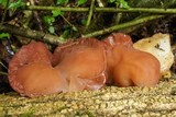 Auricularia fuscosuccinea image