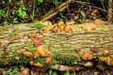 Auricularia fuscosuccinea image