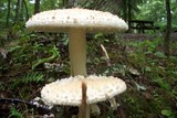 Amanita rhopalopus image