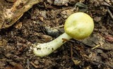 Agaricus auricolor image