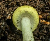 Agaricus auricolor image