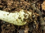 Agaricus auricolor image