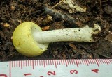 Agaricus auricolor image