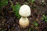 Amanita rhopalopus image