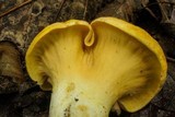 Cantharellus lateritius image