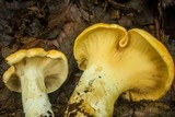 Cantharellus lateritius image