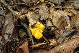 Cantharellus lateritius image