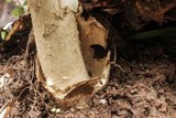 Amanita whetstoneae image