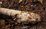 Amanita whetstoneae image