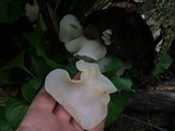 Auricularia fuscosuccinea image