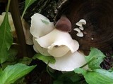 Auricularia fuscosuccinea image
