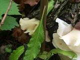 Auricularia fuscosuccinea image