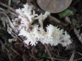 Clavulina coralloides image