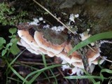 Steccherinum ochraceum image