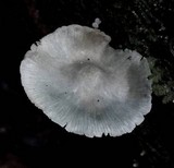 Clitocybula azurea image