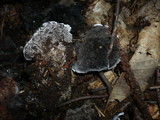 Phellodon niger image