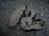 Phlebia livida image