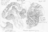 Sarcodon calvatus image
