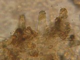 Inocybe lacera var. helobia image