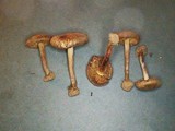 Inocybe lacera image