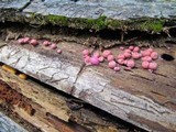 Lycogala epidendrum image