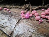 Lycogala epidendrum image