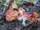 Ramaria botrytis image