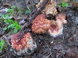Ramaria botrytis image