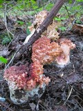 Ramaria botrytis image