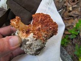 Ramaria botrytis image