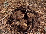 Inocybe amblyospora image