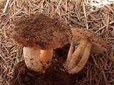 Inocybe amblyospora image