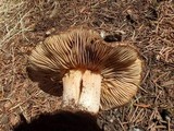 Inocybe amblyospora image