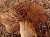 Inocybe amblyospora image