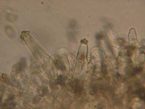 Inocybe amblyospora image