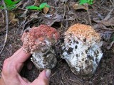 Ramaria botrytis image