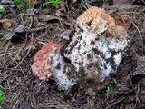 Ramaria botrytis image