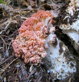 Ramaria botrytis image