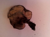 Boletinellus merulioides image