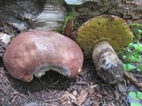 Boletus rex-veris image