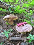 Boletus rex-veris image