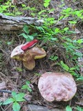 Boletus rex-veris image