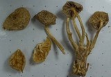 Mycena overholtsii image