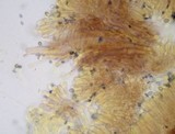 Mycena overholtsii image