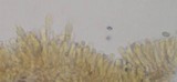 Mycena overholtsii image