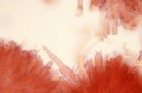 Mycena overholtsii image