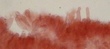 Mycena overholtsii image