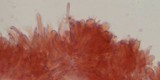 Mycena overholtsii image