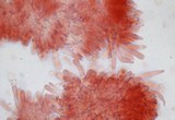 Mycena overholtsii image