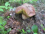 Boletus rex-veris image